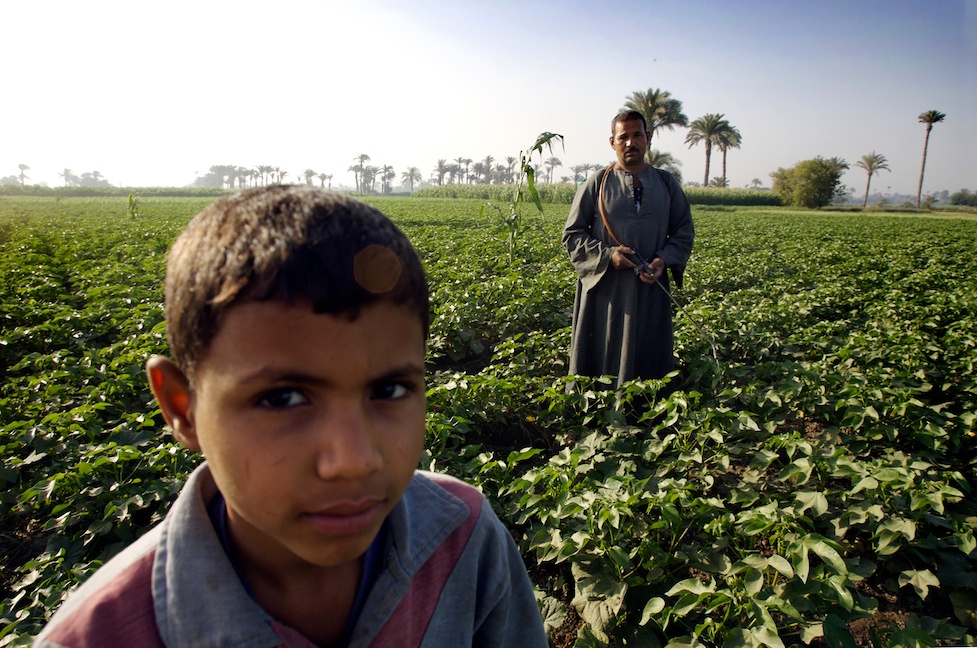 EgyptCotton09