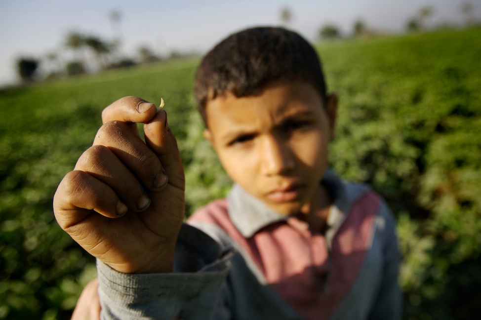 EgyptCotton11