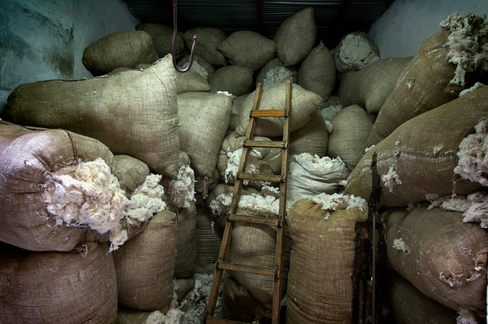 EgyptCotton20