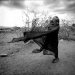 TurkanaDrought01